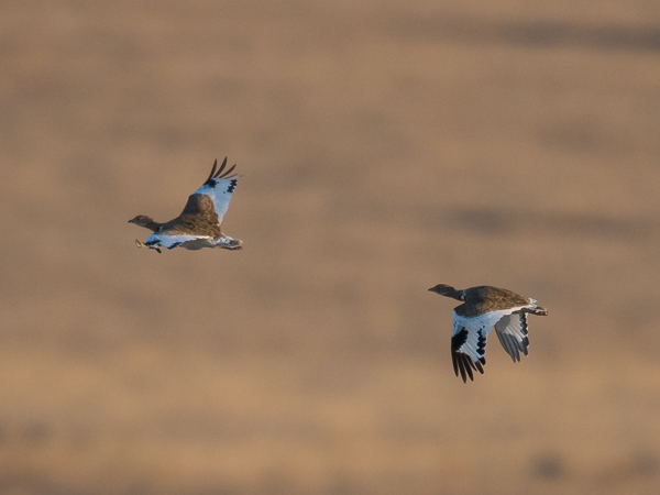 Pikkutrappi, Little Bustard, Tetrax tetrax