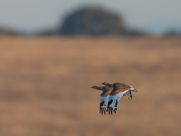 Pikkutrappi, Little Bustard, Tetrax tetrax