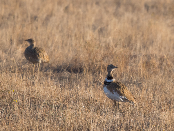 Pikkutrappi, Little Bustard, Tetrax tetrax