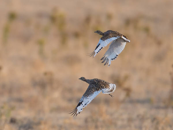 Pikkutrappi, Little Bustard, Tetrax tetrax