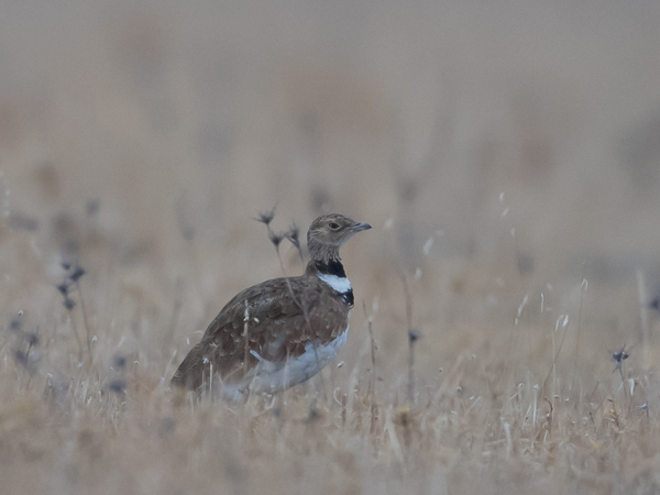 Pikkutrappi, Little Bustard, Tetrax tetrax