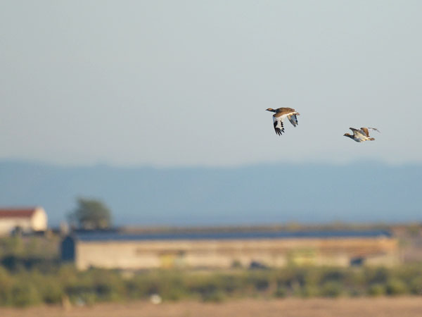 Pikkutrappi, Little Bustard, Tetrax tetrax