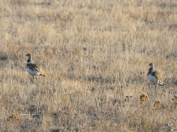 Pikkutrappi, Little Bustard, Tetrax tetrax