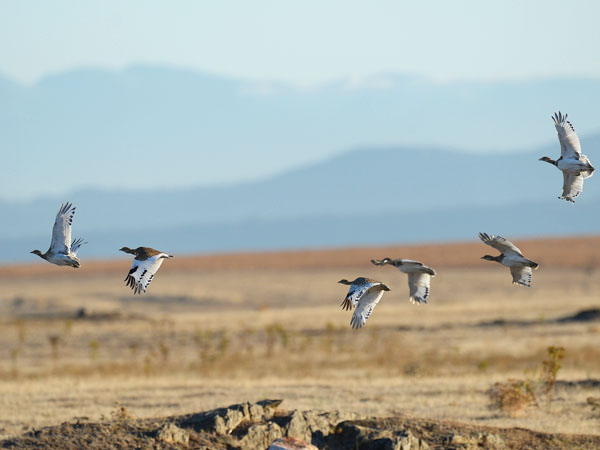 Pikkutrappi, Little Bustard, Tetrax tetrax