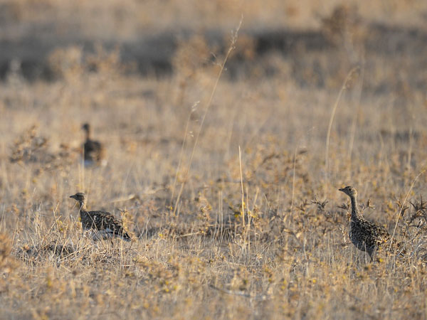 Pikkutrappi, Little Bustard, Tetrax tetrax