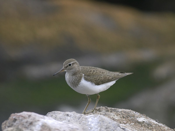 Rantasipi, Common Sandpiper, Actitis hypoleucos