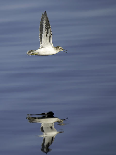 Rantasipi, Common Sandpiper, Actitis hypoleucos