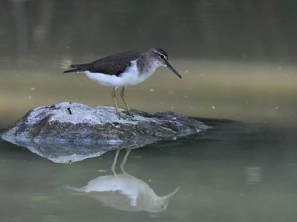 Amerikansipi, Spotted Sandpiper, Actitis macularius
