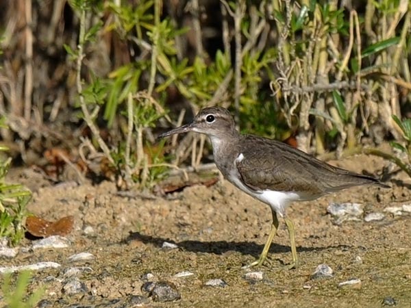 Amerikansipi, Spotted Sandpiper, Actitis macularius