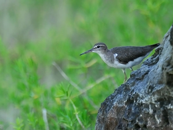 Amerikansipi, Spotted Sandpiper, Actitis macularius