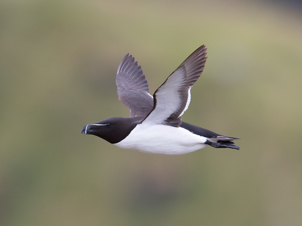 Ruokki, Razorbill, Alca torda