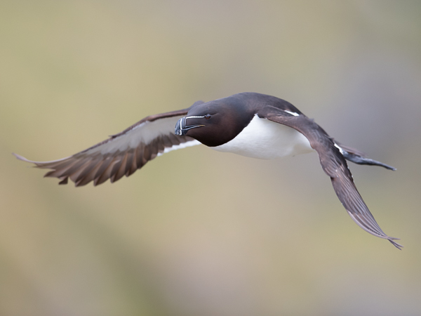Ruokki, Razorbill, Alca torda