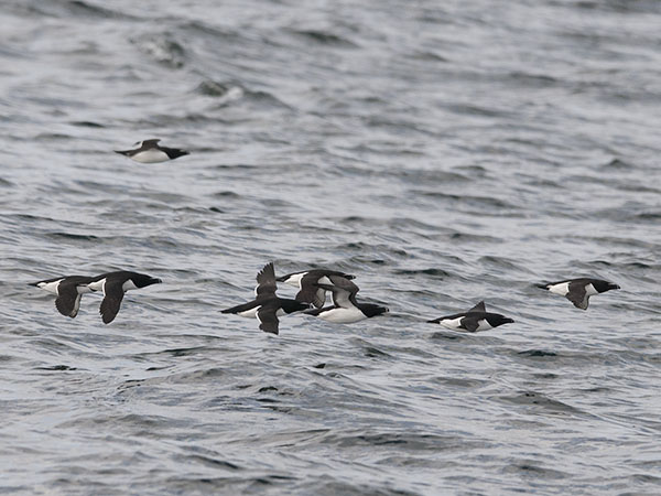 Ruokki, Razorbill, Alca torda