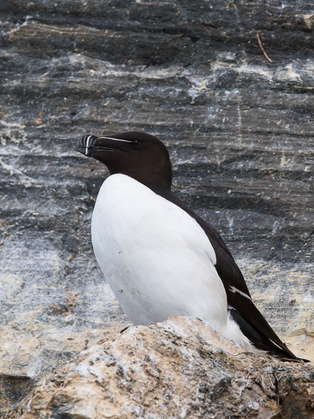 Ruokki, Razorbill, Alca torda