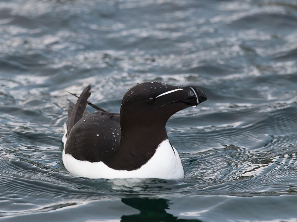 Ruokki, Razorbill, Alca torda