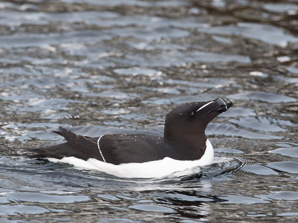 Ruokki, Razorbill, Alca torda