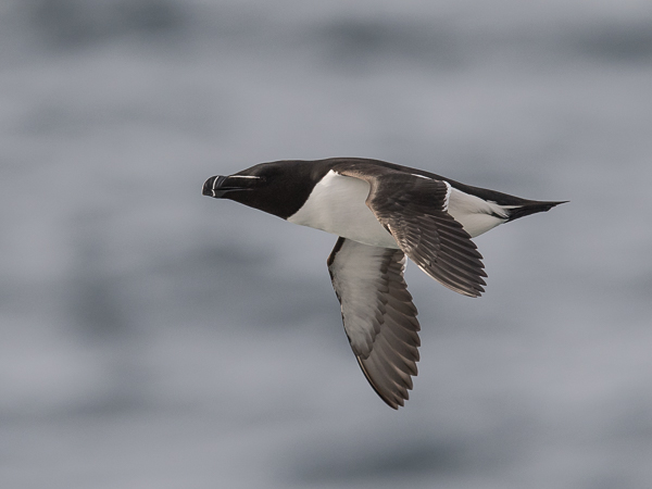 Ruokki, Razorbill, Alca torda