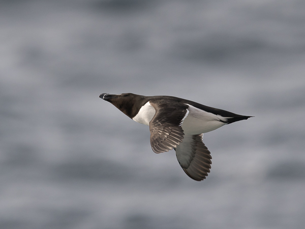 Ruokki, Razorbill, Alca torda