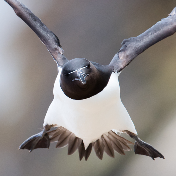 Ruokki, Razorbill, Alca torda