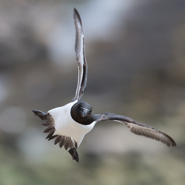 Ruokki, Razorbill, Alca torda