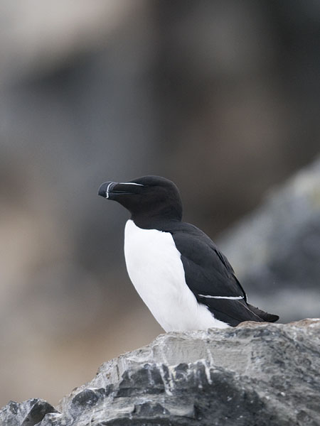 Ruokki, Razorbill, Alca torda