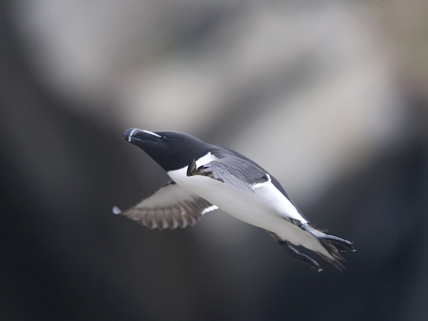 Ruokki, Razorbill, Alca torda