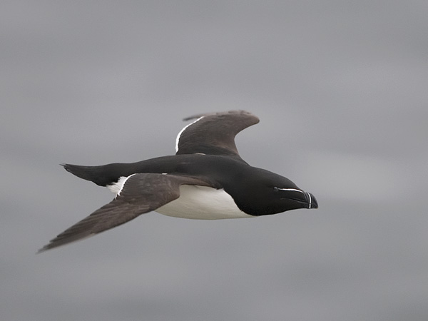 Ruokki, Razorbill, Alca torda