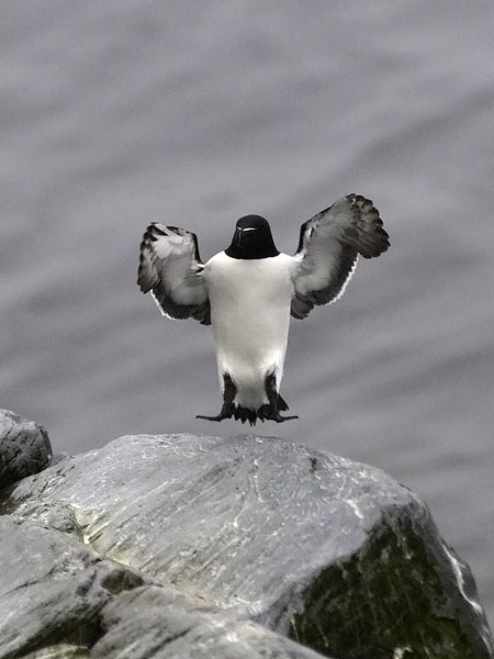 Ruokki, Razorbill, Alca torda