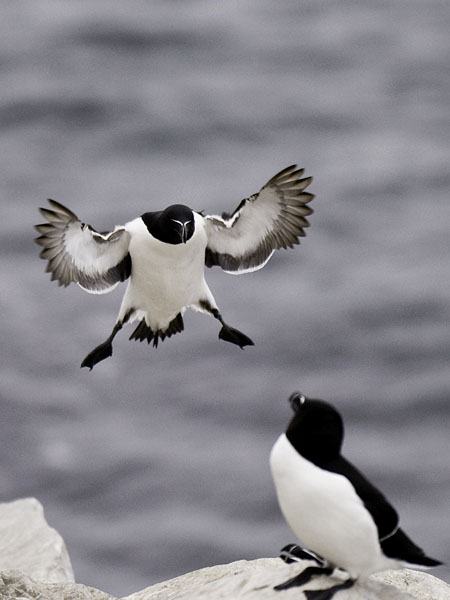 Ruokki, Razorbill, Alca torda