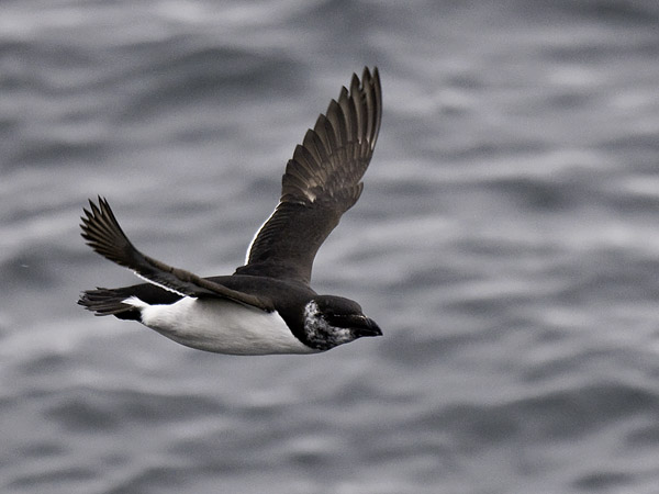 Ruokki, Razorbill, Alca torda