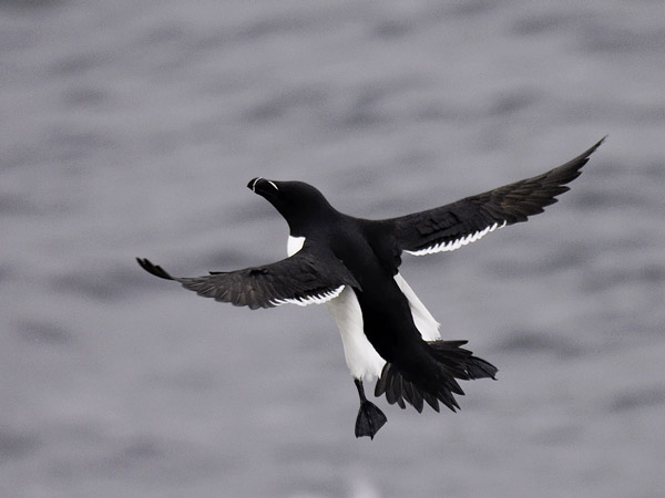 Ruokki, Razorbill, Alca torda