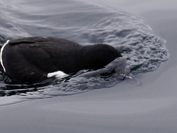 Ruokki, Razorbill, Alca torda