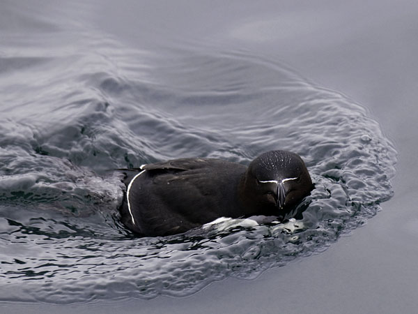 Ruokki, Razorbill, Alca torda