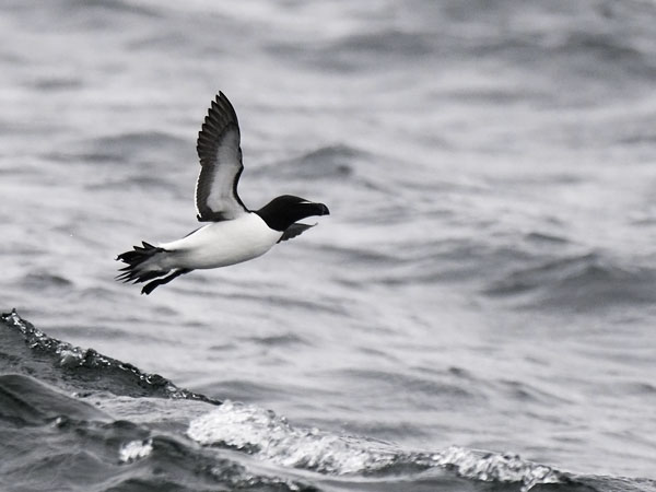 Ruokki, Razorbill, Alca torda