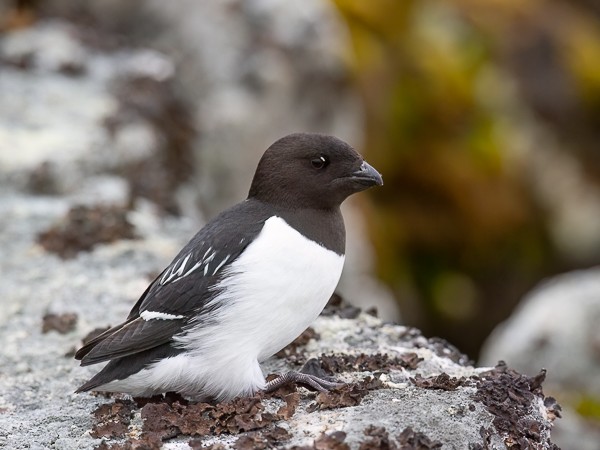 Pikkuruokki, Little Auk, Alle alle