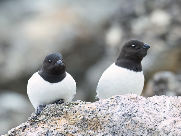 Pikkuruokki, Little Auk, Alle alle