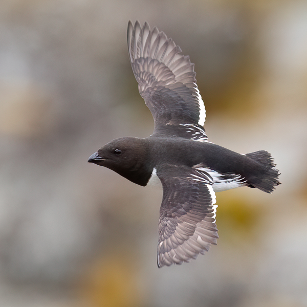 Pikkuruokki, Little Auk, Alle alle