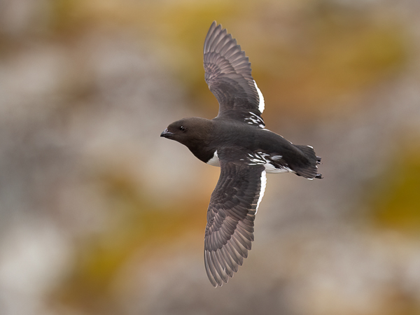 Pikkuruokki, Little Auk, Alle alle