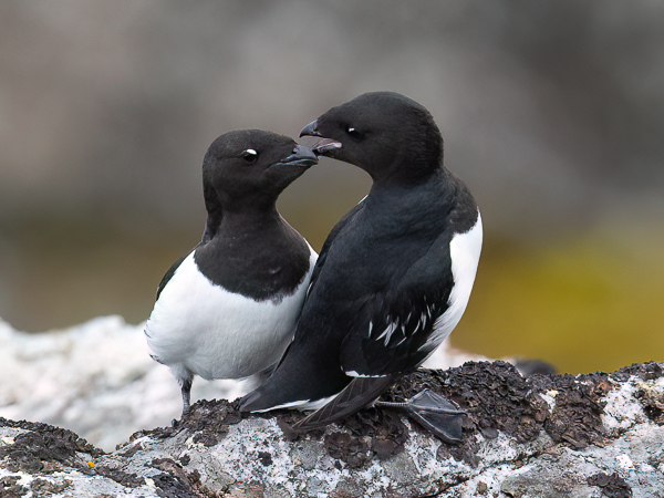 Pikkuruokki, Little Auk, Alle alle