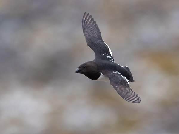 Pikkuruokki, Little Auk, Alle alle