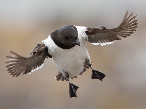 Pikkuruokki, Little Auk, Alle alle