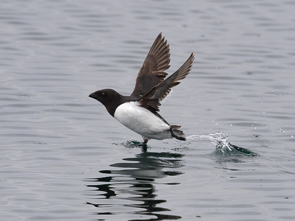 Pikkuruokki, Little Auk, Alle alle