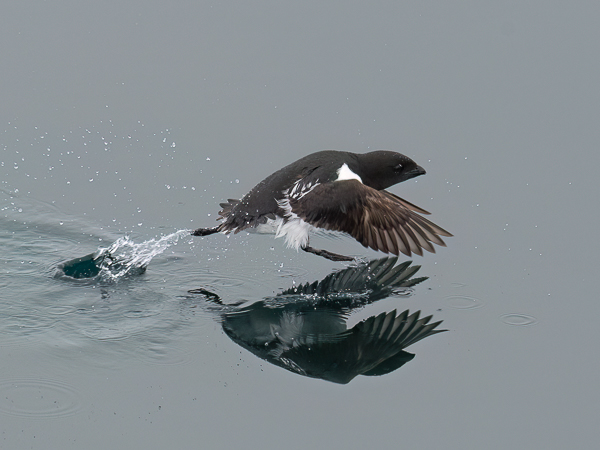 Pikkuruokki, Little Auk, Alle alle