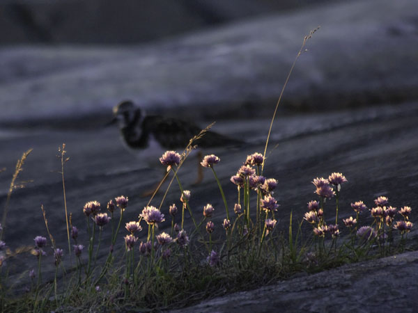 Karikukko, Ruddy Turnstone, Arenaria interpres