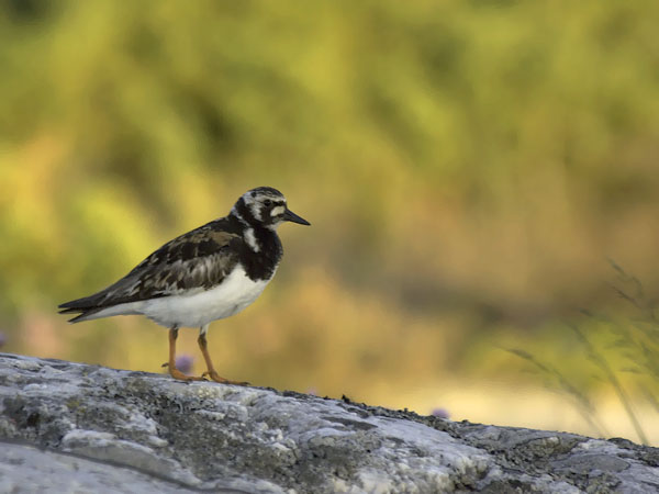 Karikukko, Ruddy Turnstone, Arenaria interpres