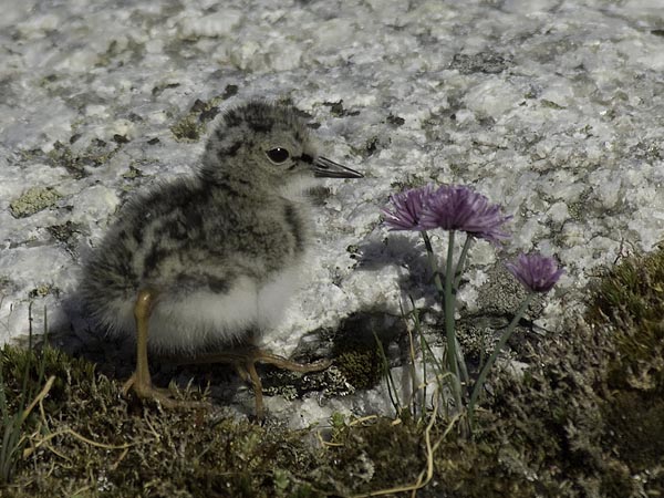 Karikukko, Ruddy Turnstone, Arenaria interpres