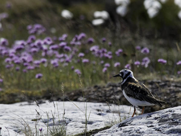 Karikukko, Ruddy Turnstone, Arenaria interpres