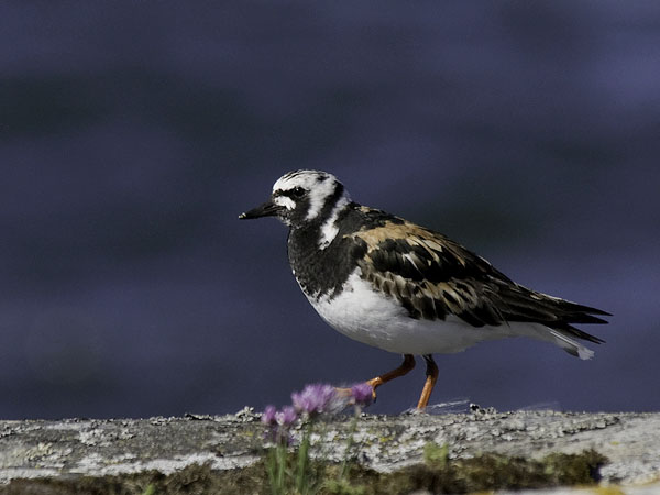 Karikukko, Ruddy Turnstone, Arenaria interpres