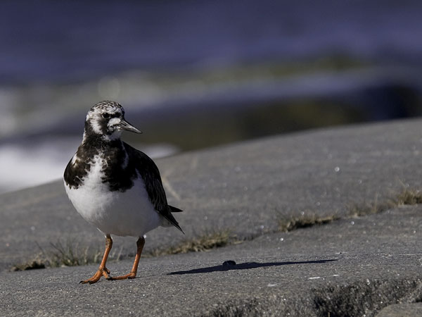 Karikukko, Ruddy Turnstone, Arenaria interpres