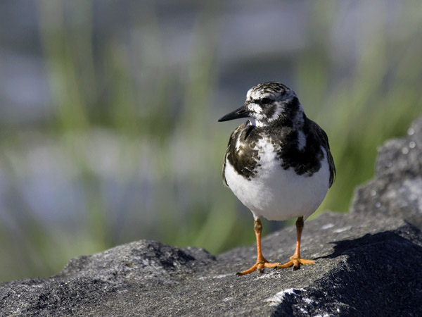 Karikukko, Ruddy Turnstone, Arenaria interpres